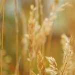 The Fireman Birthday Party